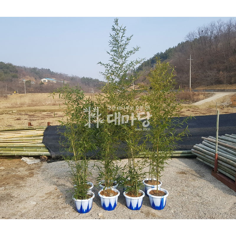 생대나무 뿌리 분뜨기