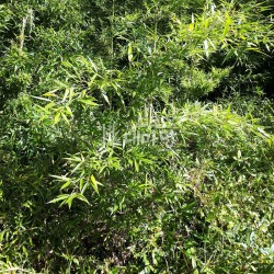 생대나무 뿌리 분뜨기