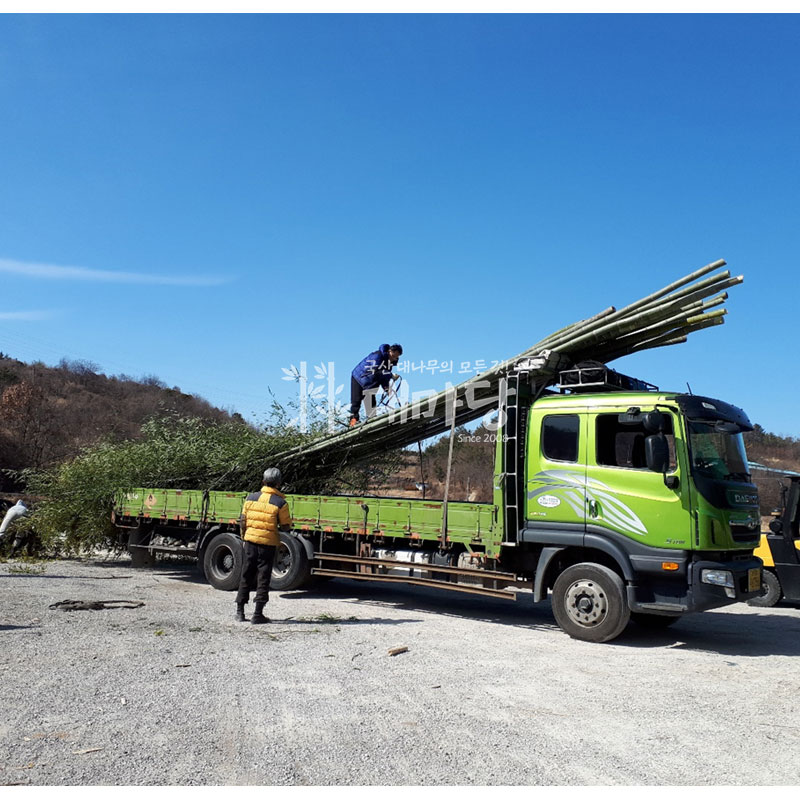 생잎파리 대나무